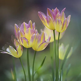 污水處理廠(chǎng)污泥處置項(xiàng)目